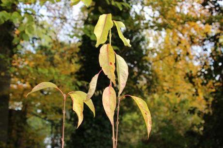 La floraison des fusains, la suite euo americanus 2 barres 23 nov 2013 012 (2).jpg