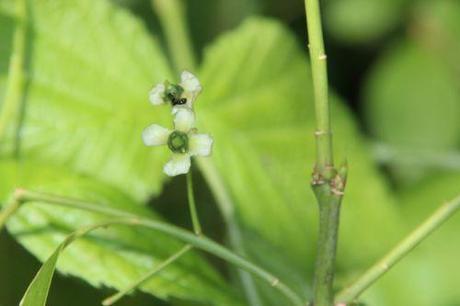 La floraison des fusains, la suite euo americanus romi 8juin 2014 017.jpg