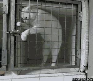 Je vois la vie en Gifs… evasion_gif