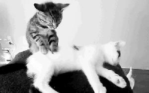 Je vois la vie en Gifs… gif-chat-26