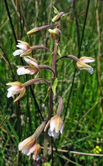 Belle des marais, l'Epipactis palustris Belle des marais, l'Epipactis palustris