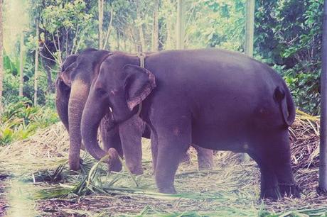 Elephant et thé, les petits bonheurs de Kumily Elephant et thé, les petits bonheurs de Kumily