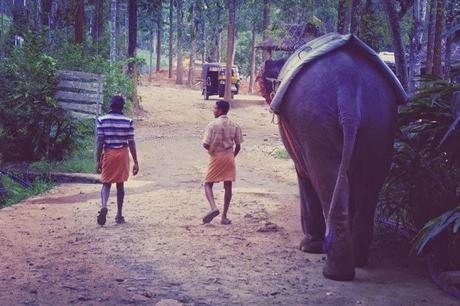 Elephant et thé, les petits bonheurs de Kumily Elephant et thé, les petits bonheurs de Kumily