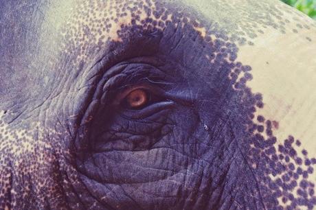 Elephant et thé, les petits bonheurs de Kumily Elephant et thé, les petits bonheurs de Kumily