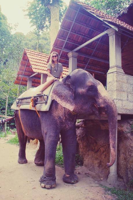 Elephant et thé, les petits bonheurs de Kumily Elephant et thé, les petits bonheurs de Kumily