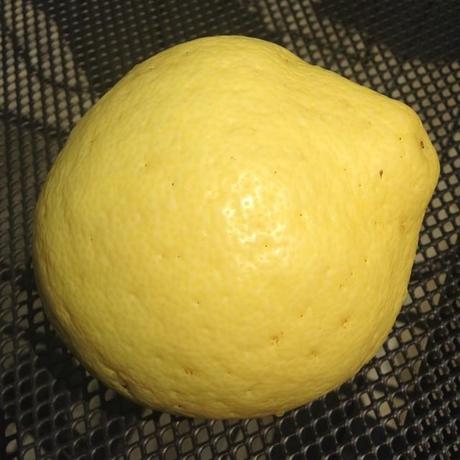 Marmelade de citron cédrat et combava