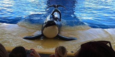 - Blackfish de Gabriela Cowperthwaite - - Blackfish de Gabriela Cowperthwaite -