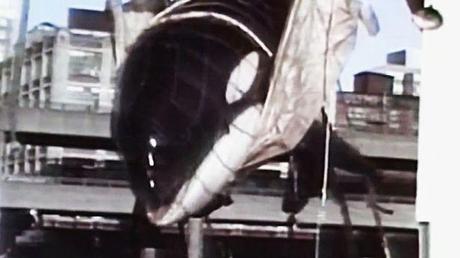 - Blackfish de Gabriela Cowperthwaite - - Blackfish de Gabriela Cowperthwaite -