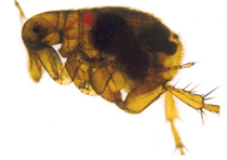 Puce bloquée par Yersinia pestis Puce bloquée par Yersinia pestis