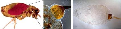 Tractus intestinal de la puce. L'intestin de la puce est rempli de sang après le repas. Les deux photos à droites montrent le tractus intestinal disséqué avec le proventricule épineux, la partie terminale de l'œsophage Tractus intestinal de la puce. L'intestin de la puce est rempli de sang après le repas. Les deux photos à droites montrent le tractus intestinal disséqué avec le proventricule épineux, la partie terminale de l'œsophage