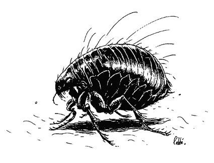 Puce, par l'abbé Puce, par l'abbé