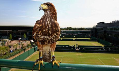 Wimbledon peut compter sur Rufus le faucon Wimbledon peut compter sur Rufus le faucon