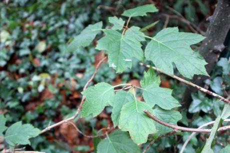 6 hydrangea quercifolia veneux 9 déc 2012 001.jpg
