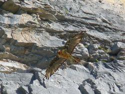 Alpes_10 Alpes_10