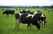 Une taxe contre les flatulences des vaches La cible de l'Etat Estonien