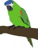 parrotlarge.png
