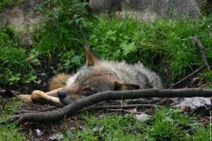 Trail-Sur les Traces du Loup: Promenons-nous dans les bois, pendant que le loup y est Trail-Sur les Traces du Loup: Promenons-nous dans les bois, pendant que le loup y est