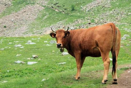 parc-mercantour-vache Parc du mercantour, vache
