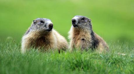 parc-mercantour-marmottes Parc du mercantour, marmottes