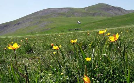parc-mercantour-tulipes-sauvages tulipes sauvages