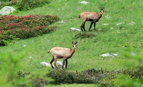 parc-mercantour-chamois Parc du mercantour, chamois