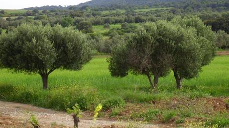 Crise grecque : même les olives s’en mêlent avril 2006 Grèce P4180191