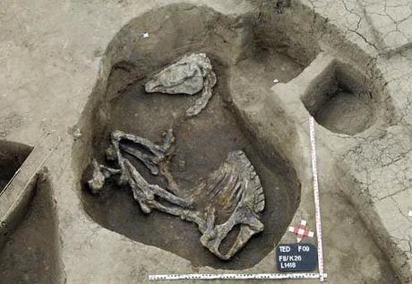 Il fut ce rédempteur, ce sauveur, ce libérateur des Deux-Terres : Ahmôsis, quand la reconquête militaire fut décidée... (3) En Égypte ancienne ! http://ferrelljenkins.files.wordpress.com/2009/06/horse_skeleton_tel-daba-t.jpg?w=500&h=345
