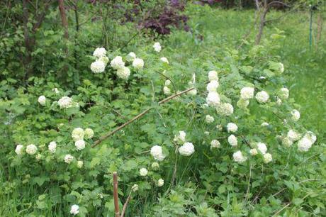 1 viburnum opulus roseum romi 3 mai 2014 033 (1).jpg