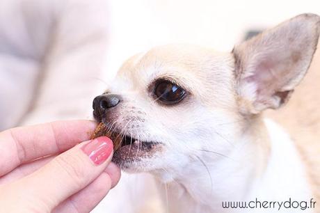 leafcare-phytotherapie-complement-chiens-cherrydog-5