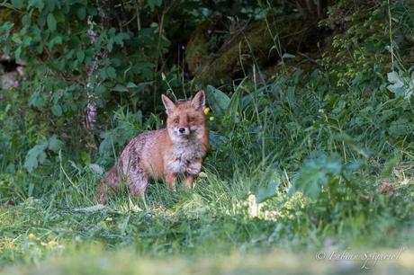 S’approchant à pas feutrés, ce magnifique renard roux est venu à deux pas de l’affût saluer les deux photographes qui attendaient ce moment avec impatience… S’approchant à pas feutrés, ce magnifique renard roux est venu à deux pas de l’affût saluer les deux photographes qui attendaient ce moment avec impatience…