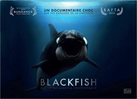 Des dauphins aux ours :mes documentaires animaliers vus récemment en DVD Blackfish