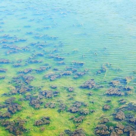 Ondulations sur algues vertes (ripples ob green algae)