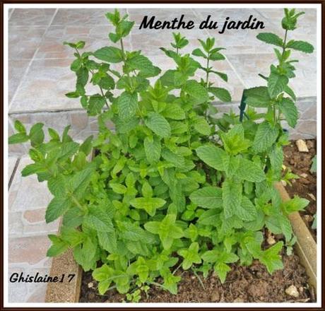 Tranche d'agneau et sa sauce à la menthe Tranche d'agneau et sa sauce à la menthe