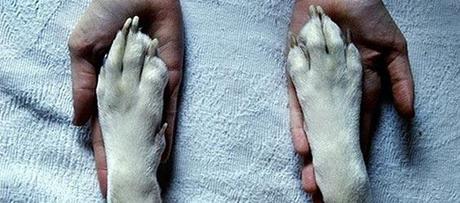 http://cdn.bvoltaire.fr/media/2014/02/animal-euthanasie.jpg