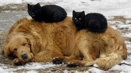 Chiens et chats dorment n’importe ou ! chien-chat-sieste-nap-napping-fun-mogwaii (98)