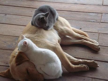 Chiens et chats dorment n’importe ou ! chien-chat-sieste-nap-napping-fun-mogwaii (100)