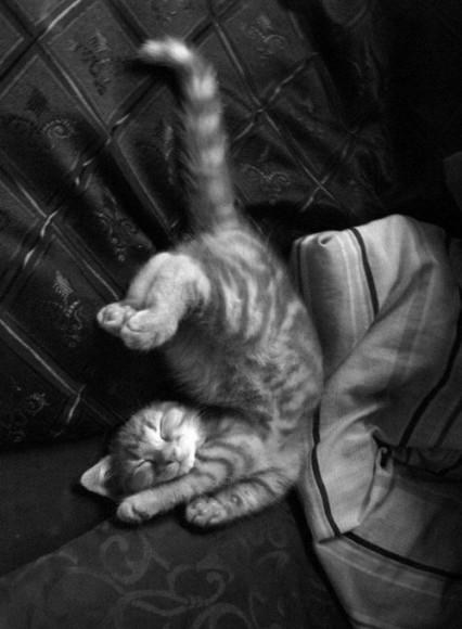 Chiens et chats dorment n’importe ou ! chien-chat-sieste-nap-napping-fun-mogwaii (86)