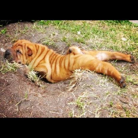 Chiens et chats dorment n’importe ou ! chien-chat-sieste-nap-napping-fun-mogwaii (58)