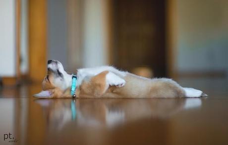 Chiens et chats dorment n’importe ou ! chien-chat-sieste-nap-napping-fun-mogwaii (104)