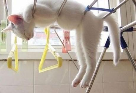 Chiens et chats dorment n’importe ou ! chien-chat-sieste-nap-napping-fun-mogwaii (49)