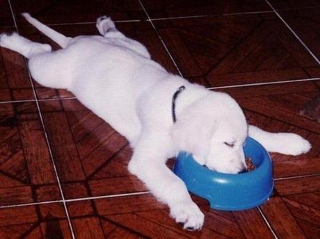 Chiens et chats dorment n’importe ou ! chien-chat-sieste-nap-napping-fun-mogwaii (81)