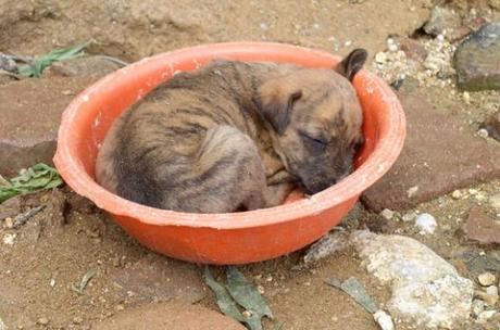 Chiens et chats dorment n’importe ou ! chien-chat-sieste-nap-napping-fun-mogwaii (6)