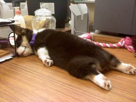 Chiens et chats dorment n’importe ou ! chien-chat-sieste-nap-napping-fun-mogwaii (77)
