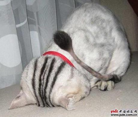Chiens et chats dorment n’importe ou ! chien-chat-sieste-nap-napping-fun-mogwaii (28)
