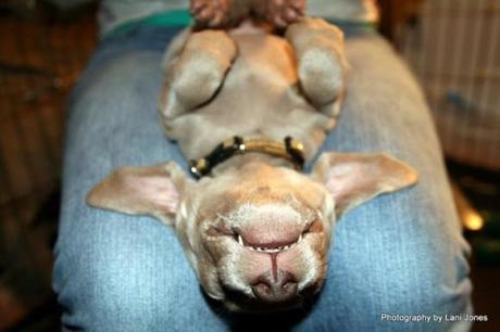 Chiens et chats dorment n’importe ou ! chien-chat-sieste-nap-napping-fun-mogwaii (85)