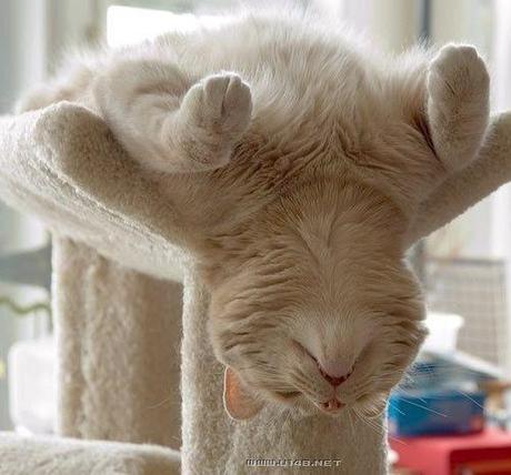 Chiens et chats dorment n’importe ou ! chien-chat-sieste-nap-napping-fun-mogwaii (84)