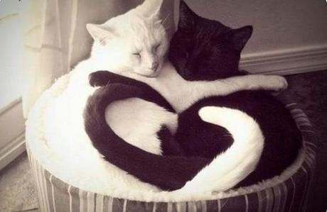 Chiens et chats dorment n’importe ou ! chien-chat-sieste-nap-napping-fun-mogwaii (44)