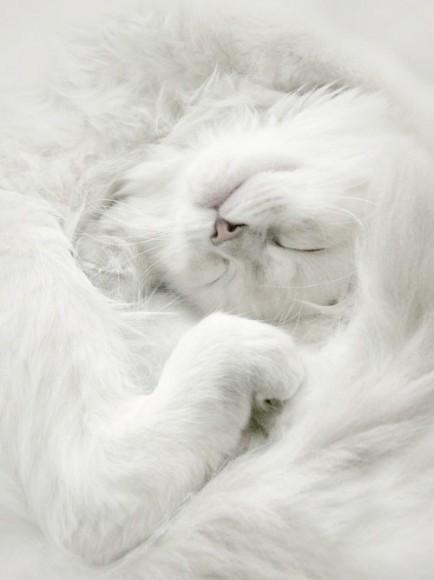 Chiens et chats dorment n’importe ou ! chien-chat-sieste-nap-napping-fun-mogwaii (57)