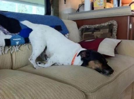 Chiens et chats dorment n’importe ou ! chien-chat-sieste-nap-napping-fun-mogwaii (62)