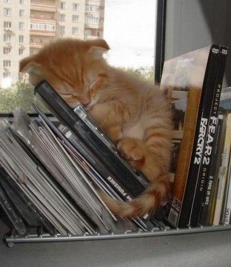 Chiens et chats dorment n’importe ou ! chien-chat-sieste-nap-napping-fun-mogwaii (42)
